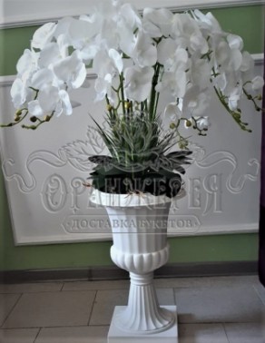 10  белых Орхидей
